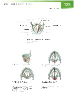 Sobotta Atlas of Human Anatomy  Head,Neck,Upper Limb Volume1 2006, page 132